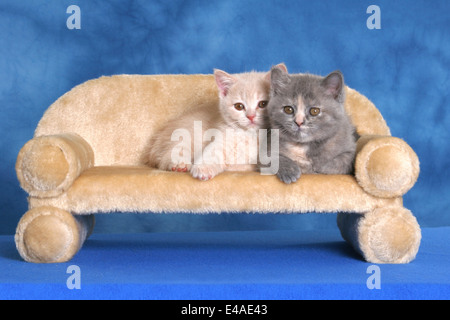 kitten on couch Stock Photo