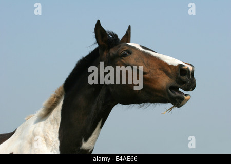 whinnying Pinto Stock Photo