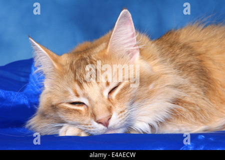 sleeping Norwegian Forest Cat Stock Photo