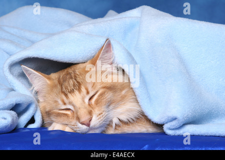 sleeping Norwegian Forest Cat Stock Photo