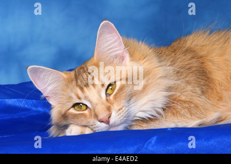 sleeping Norwegian Forest Cat Stock Photo