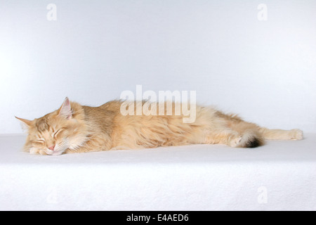 sleeping Norwegian Forest Cat Stock Photo