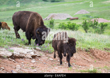 wild american buffalo family in the grasslands of South Dakota Stock Photo