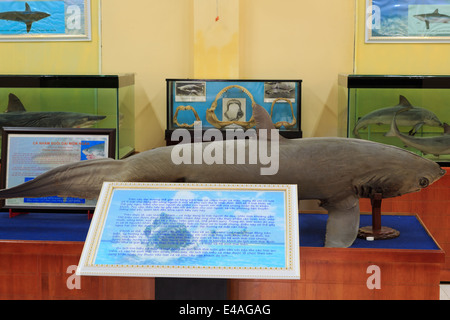 Shark exhibit in the National Oceanographic Museum of Vietnam,Nha Trang City,Vietnam,Asia Stock Photo