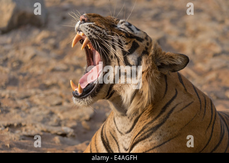 head-shot-of-a-yawning-tiger-