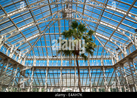 Palm tree in Temperate House, Kew Royal Botanic Gardens, London, UK Stock Photo