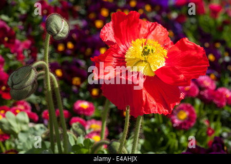 Germany, Iceland poppy, Papaver nudicaule Stock Photo