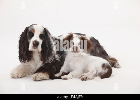 American Cocker Spaniel and Mixed Breed Dog, puppy, 3 months |American Cocker Spaniel und Mischlingshund, Welpe, 3 Monate Stock Photo