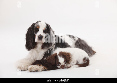 American Cocker Spaniel and Mixed Breed Dog, puppy, 3 months |American Cocker Spaniel und Mischlingshund, Welpe, 3 Monate Stock Photo