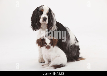 American Cocker Spaniel and Mixed Breed Dog, puppy, 3 months |American Cocker Spaniel und Mischlingshund, Welpe, 3 Monate Stock Photo