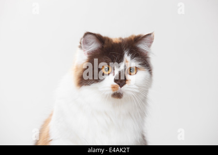 British Longhair Cat, chocolate-tortie-white|Britisch Langhaar, chocolate-tortie-white Stock Photo