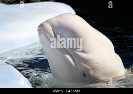 A Beluga whale at Sea World in San Diego Stock Photo