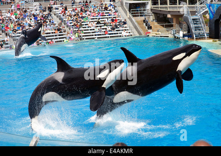 The Orca show at Sea World in San Diego Stock Photo