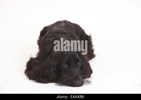 English Cocker Spaniel, male |English Cocker Spaniel, Ruede Stock Photo