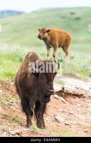 wild american buffalo family in the grasslands of South Dakota Stock Photo