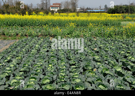 Pengzhou, China: Field of Cabbages and yellow Rapeseed oil flowers on a Sichuan Province farm
