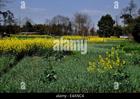 Pengzhou, China: Fields of green garlic and yellow Rapeseed oil flowers on a Sichuan province farm