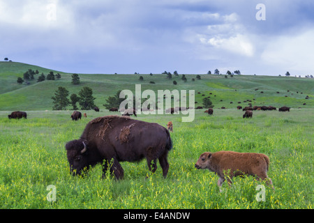 wild american buffalo family in the grasslands of South Dakota Stock Photo