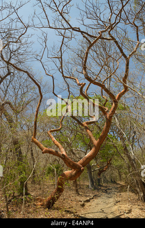 Gumbo-limbo tree, Bursera simaruba, Santa Rosa National Park, Guanacaste Province, Costa Rica
