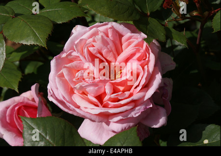 Rose 'Brother Cadfael' Stock Photo