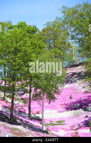 Higashimokoto Moss Pink Park ひがしもこと芝桜公園 Stock Photo