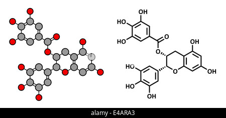 Epigallocatechin gallate (EGCG) green tea polyphenol molecule. Has ...