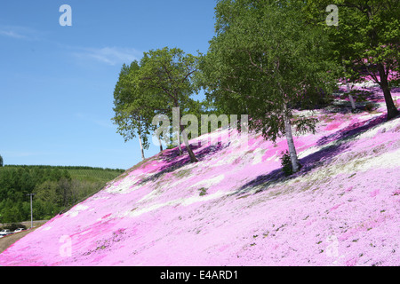 Higashimokoto Moss Pink Park ひがしもこと芝桜公園 Stock Photo