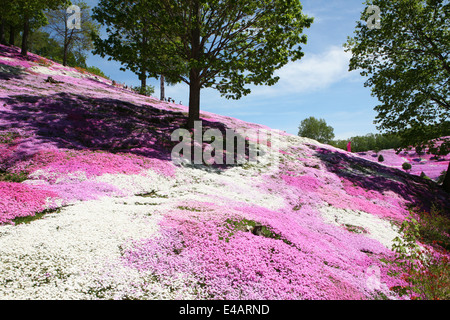 Higashimokoto Moss Pink Park ひがしもこと芝桜公園 Stock Photo