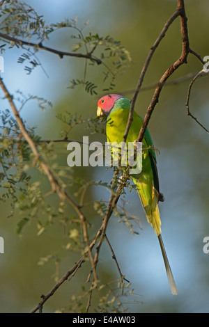 Male Plum-headed Parakeet (Psittacula cyanocephala) perched on a tree in Ranthambhore Stock Photo