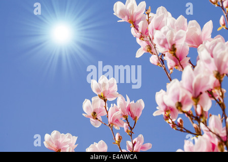 blue sky with magnolia blossom Stock Photo