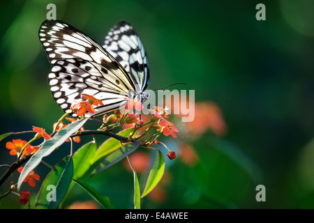 Beautiful butterfly on red flowers Stock Photo