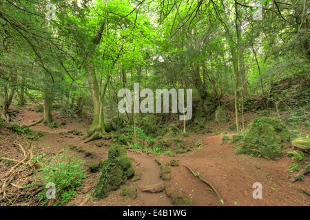 Forest of Dean, Coleford, UK. 8th July, 2014. Actual shoot date varies. Library pictures of Puzzlewood in the Forest of Dean, currently being used as a movie location strongly rumoured to be new Star Wars movie Credit:  David Broadbent/Alamy Live News Stock Photo