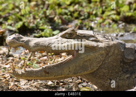 Caiman. Alligatorid crocodylians. Venezuela. Stock Photo