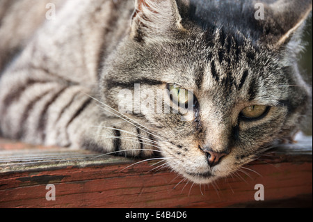 Staring cat on a picnic table at Neels Gap along the Appalachian Trail near Blairsville, Georgia. (USA) Stock Photo