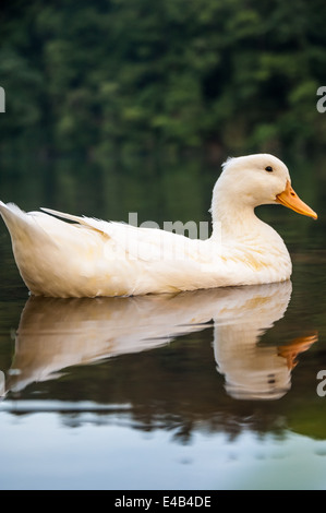 Early evening view of a white duck reflecting in the water of North Georgia's Lake Trahlyta at Vogel State Park in Blairsville. Stock Photo