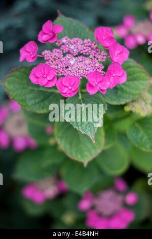 Close up of pink flowers of Hydrangea macrophylla flower Stock Photo ...