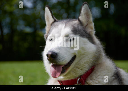 dog in a field / exercise yard Stock Photo