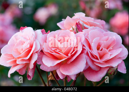 Beautiful pink roses in the garden Stock Photo