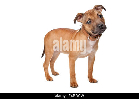 Staffordshire Bull Terrier puppy Stock Photo