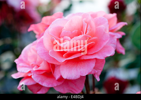 Beautiful pink roses in the garden Stock Photo