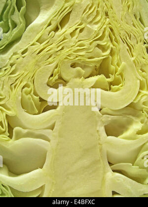 pointed cabbage (Brassica oleracea) Stock Photo