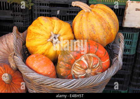 basket with different types of pumpkins Stock Photo - Alamy