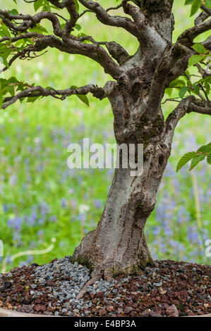 Old trunk of a hornbeam bonsai tree Stock Photo
