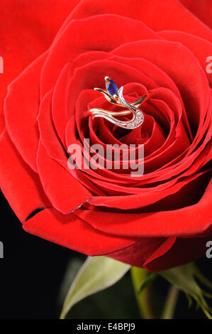 Ring with sapphire in a red rose Stock Photo