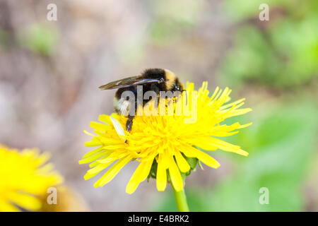 Bumblebee on dandelion Stock Photo