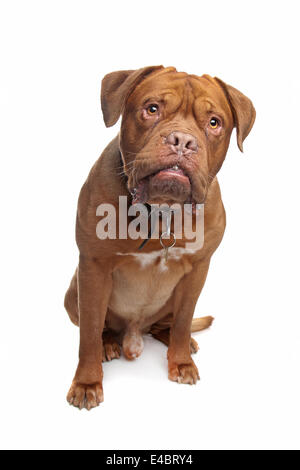 French mastiff Stock Photo