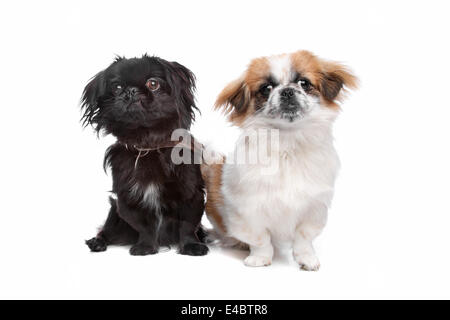 Japanese Chin and a pekingese dog Stock Photo