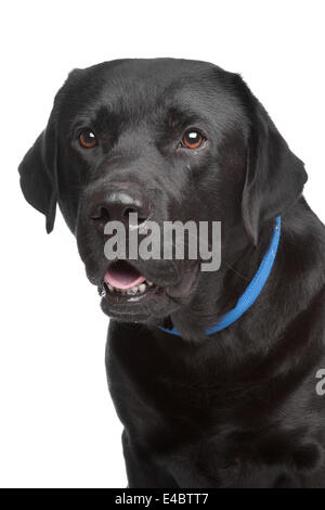 black labrador retriever Stock Photo