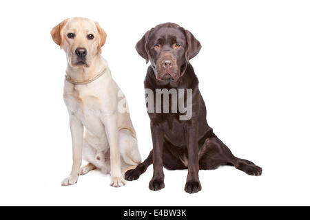two Labrador retrievers Stock Photo