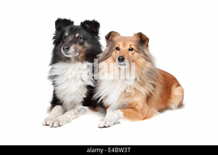 Shetland Sheepdog, Sheltie Stock Photo